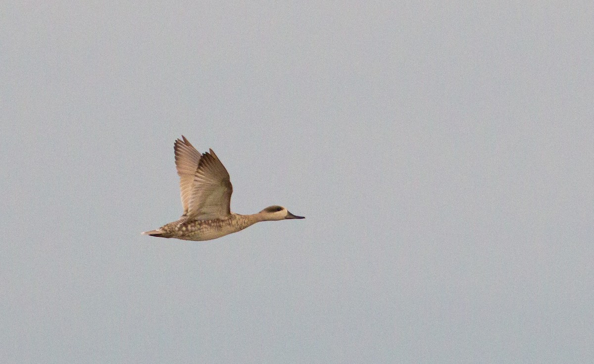 Marbled Duck - ML206817721