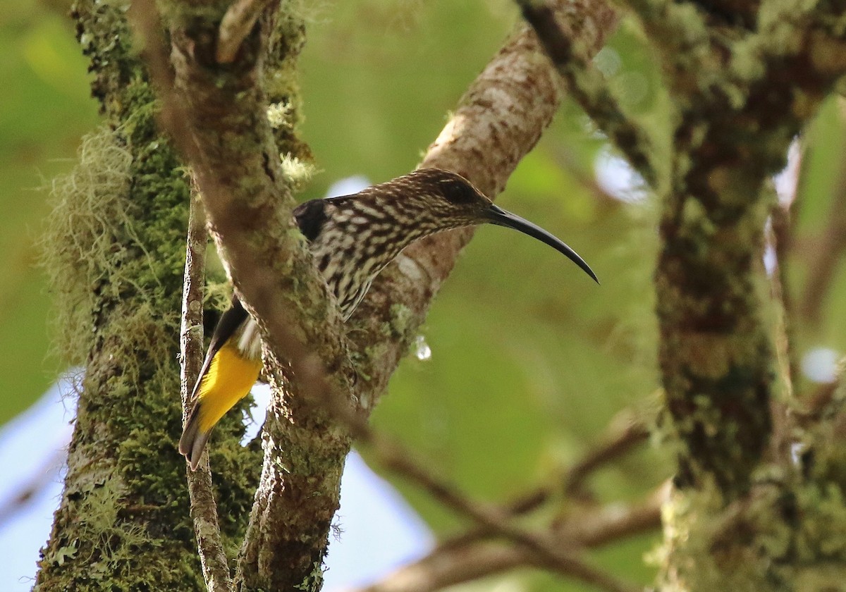 Whitehead's Spiderhunter - ML206818311