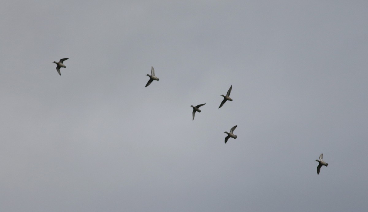 Green-winged Teal (American) - ML20681891