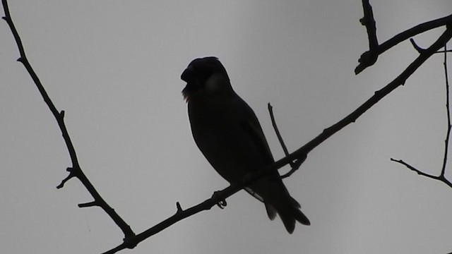 Arabian Grosbeak - ML206819161