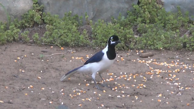 White-tailed Jay - ML206819221