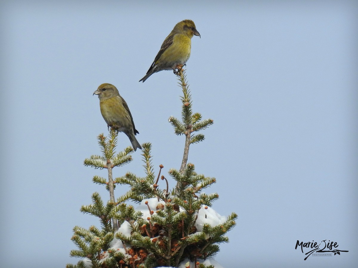 Red Crossbill - Marie-Lise Beaudin