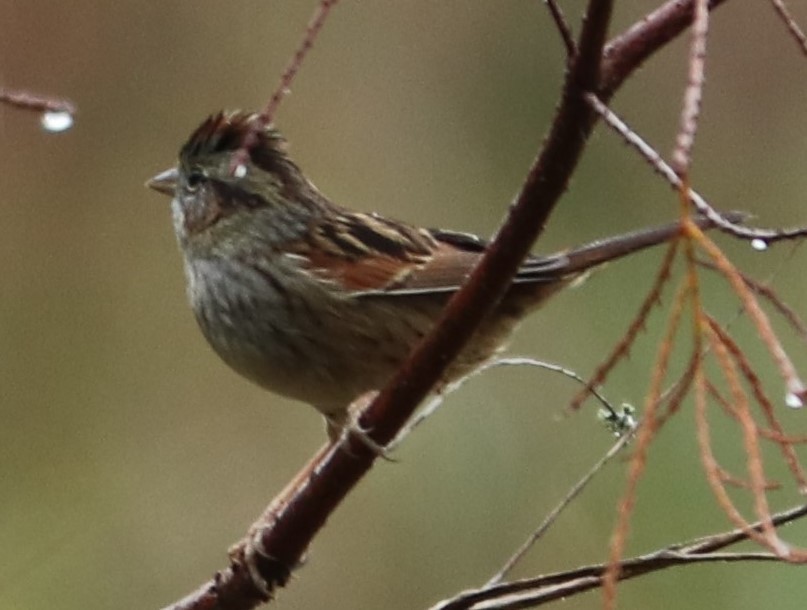 Swamp Sparrow - ML206819781