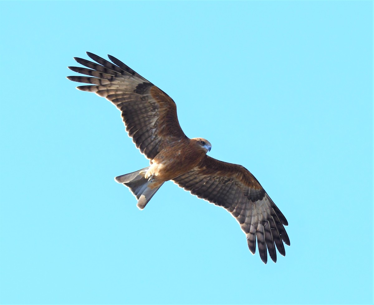 Square-tailed Kite - Robert Anderson