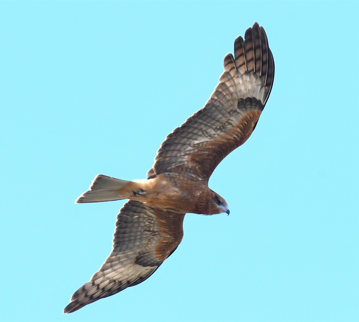 Square-tailed Kite - Robert Anderson