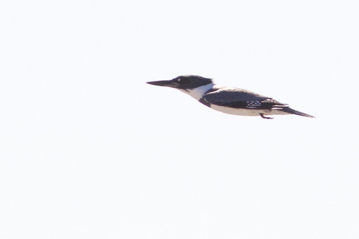 Belted Kingfisher - ML206821021