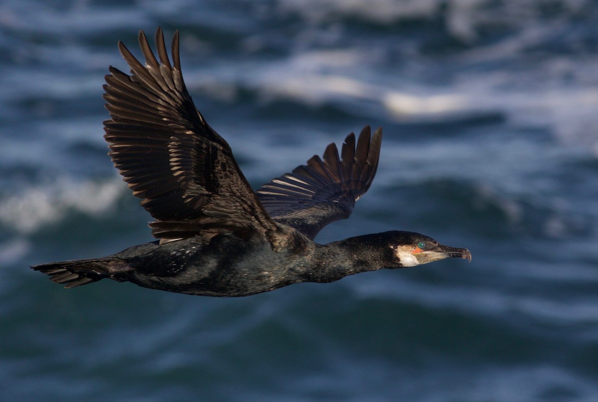 Great Cormorant - ML206821461