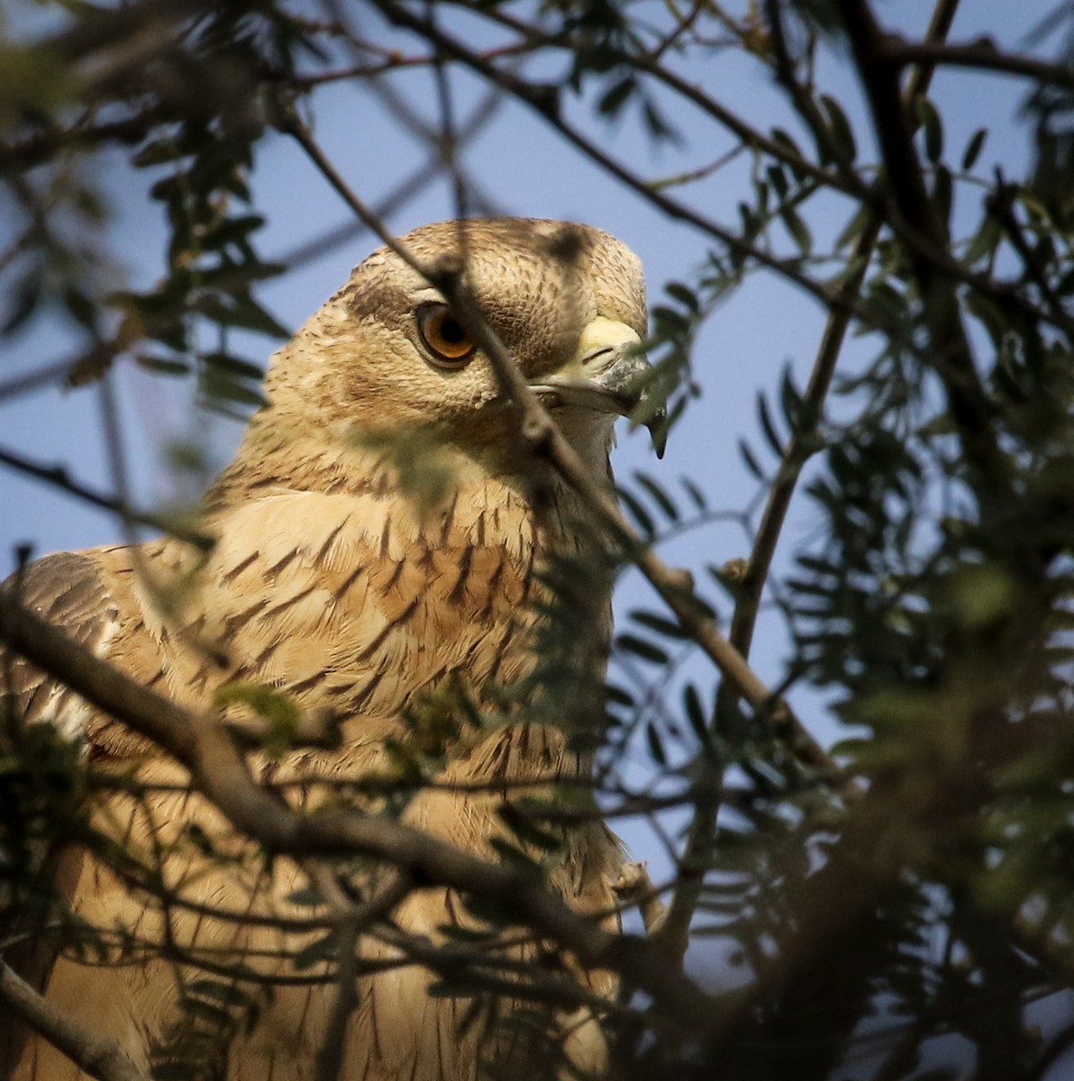 Oriental Honey-buzzard - ML206821641