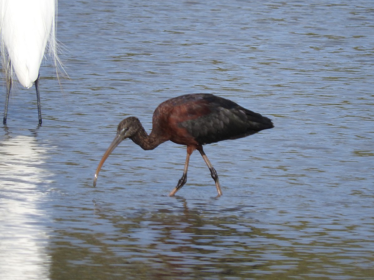 Glossy Ibis - ML206821721