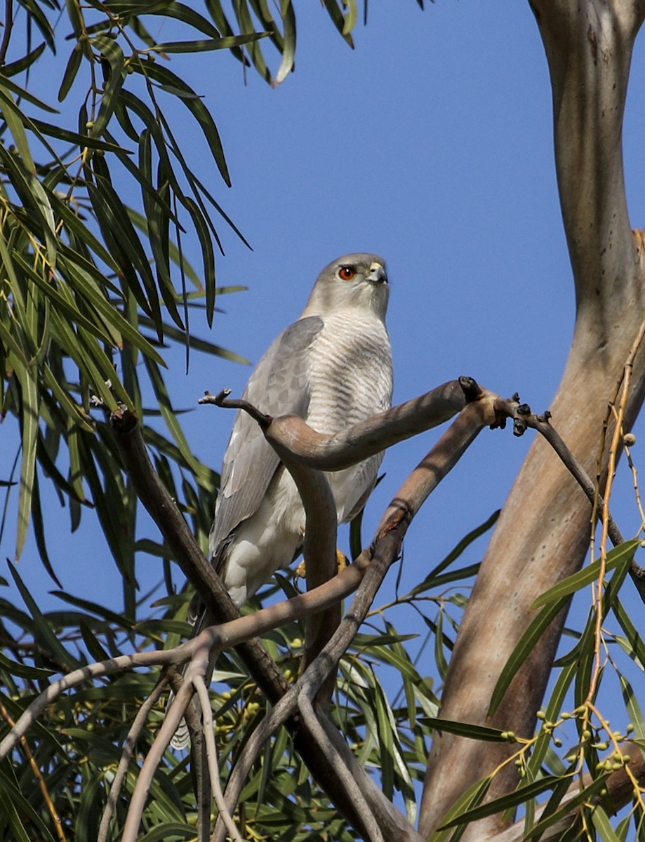 Shikra - ML206821791