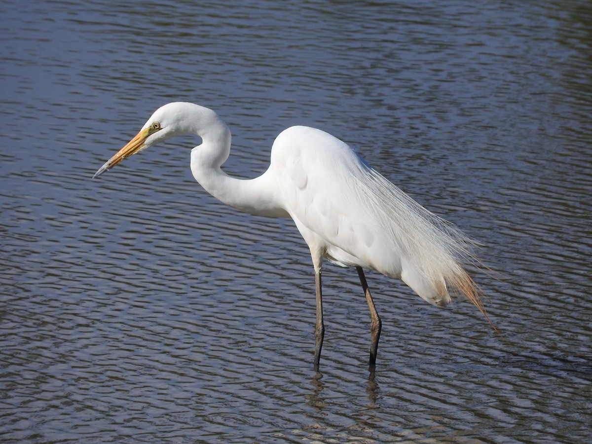 Great Egret - Heather King