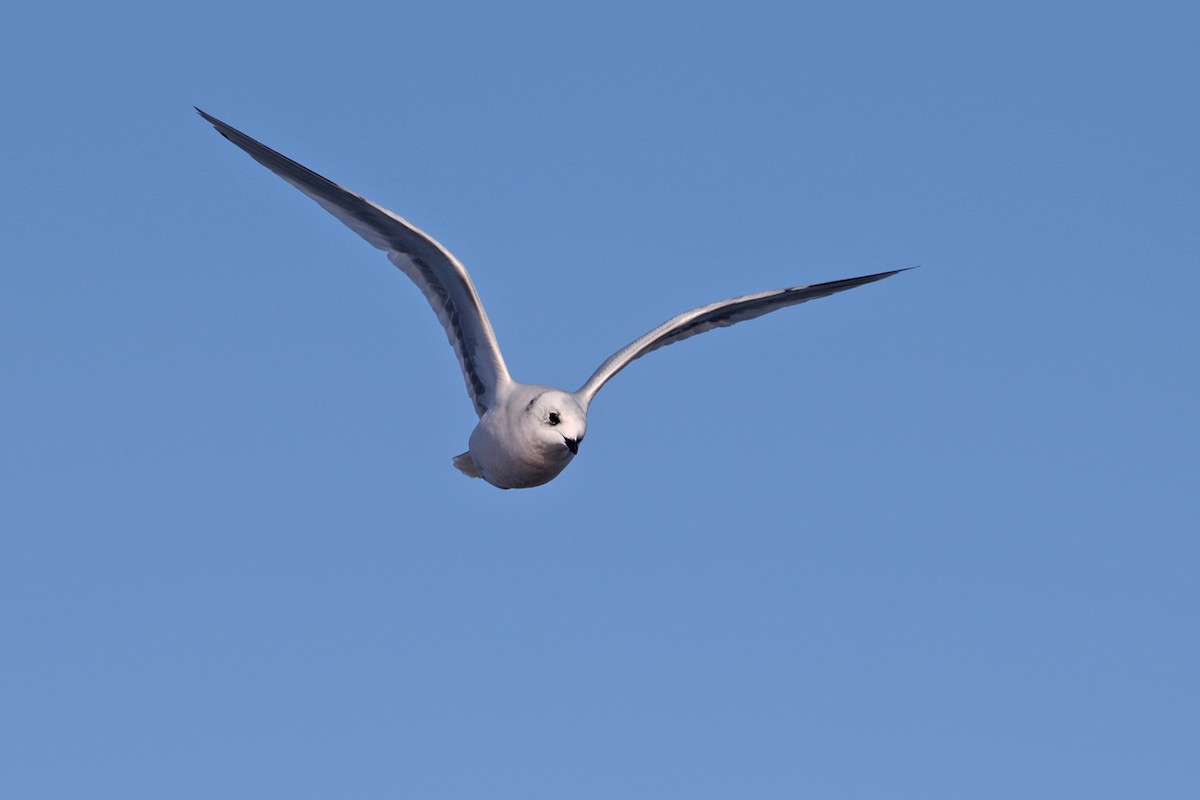 Ross's Gull - ML206823211