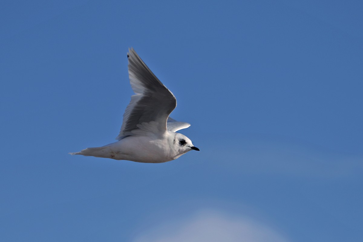 Ross's Gull - Charley Hesse TROPICAL BIRDING