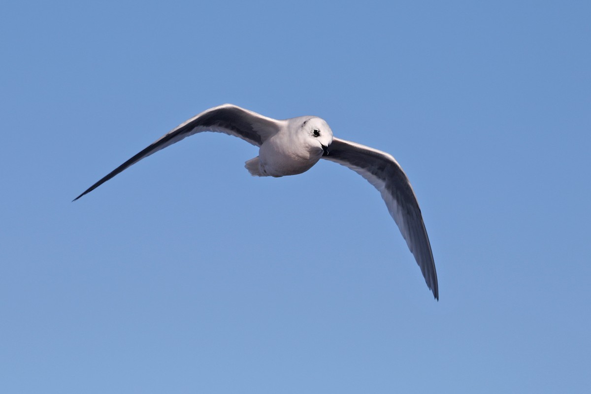 Ross's Gull - ML206823231