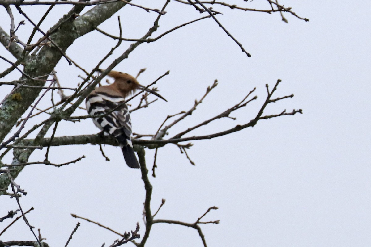 Eurasian Hoopoe - ML206824531