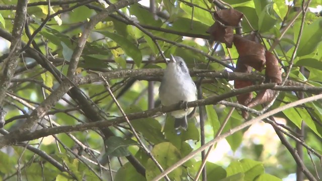 Plain Antvireo - ML206825031