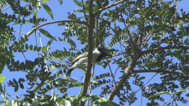 Collared Antshrike - ML206825071