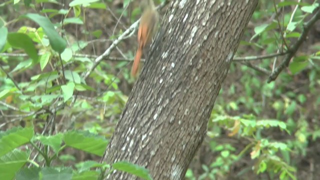 Olivaceous Woodcreeper - ML206825231