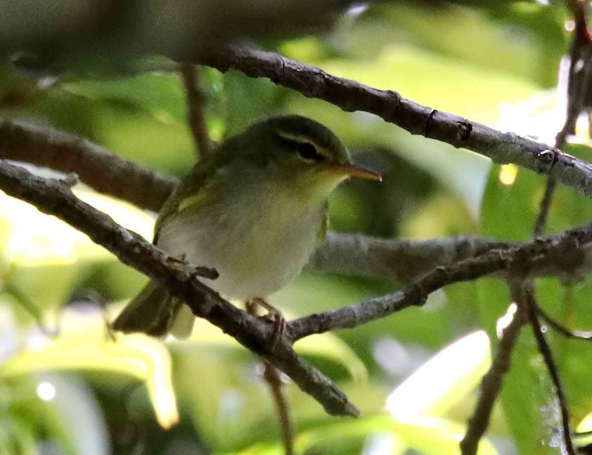 Lemon-throated Leaf Warbler - ML206826281