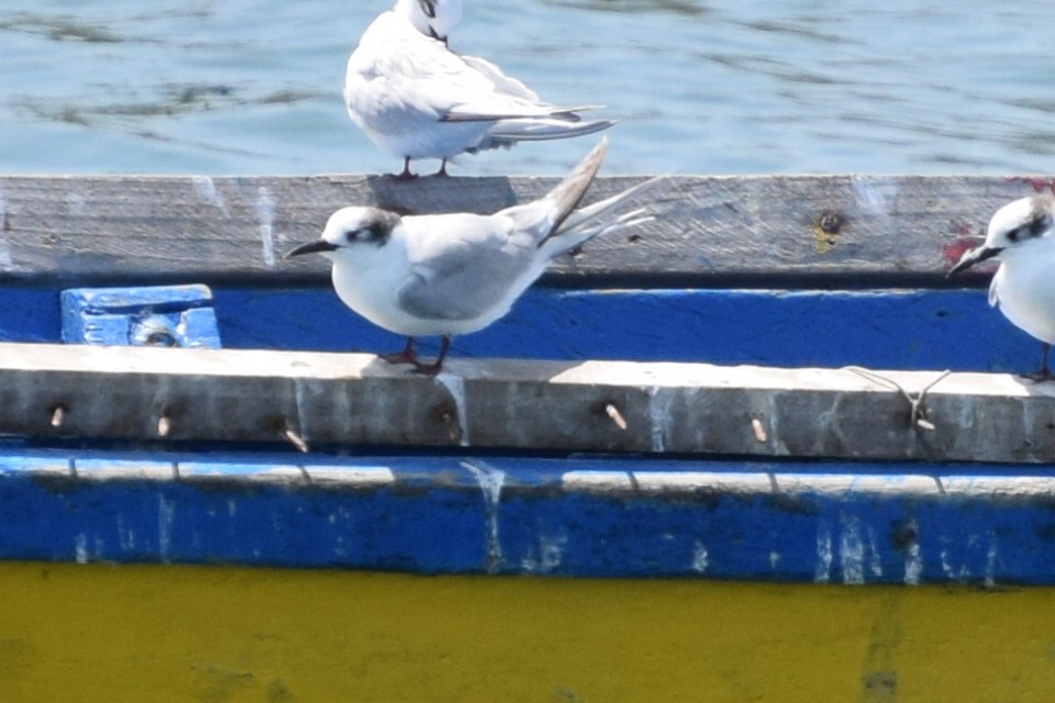 South American Tern - ML206827651