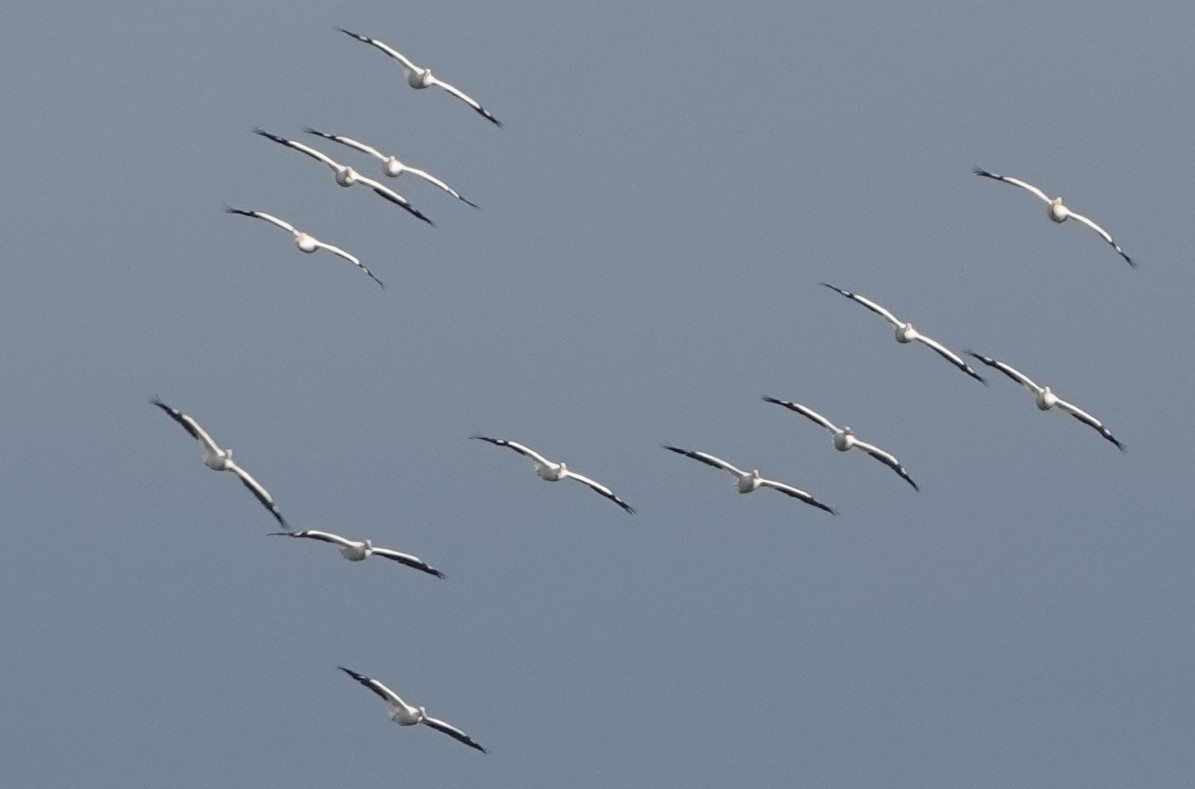 American White Pelican - ML206828881