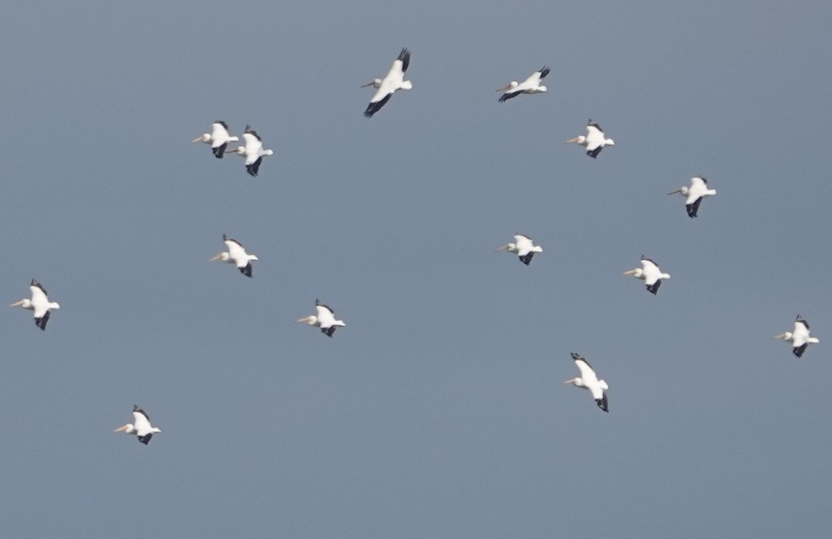 American White Pelican - ML206828901