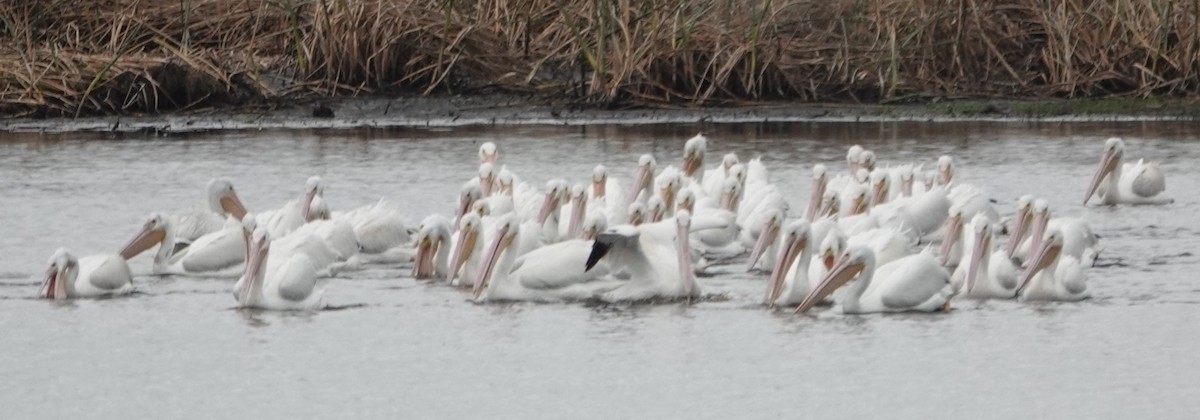 American White Pelican - ML206828921