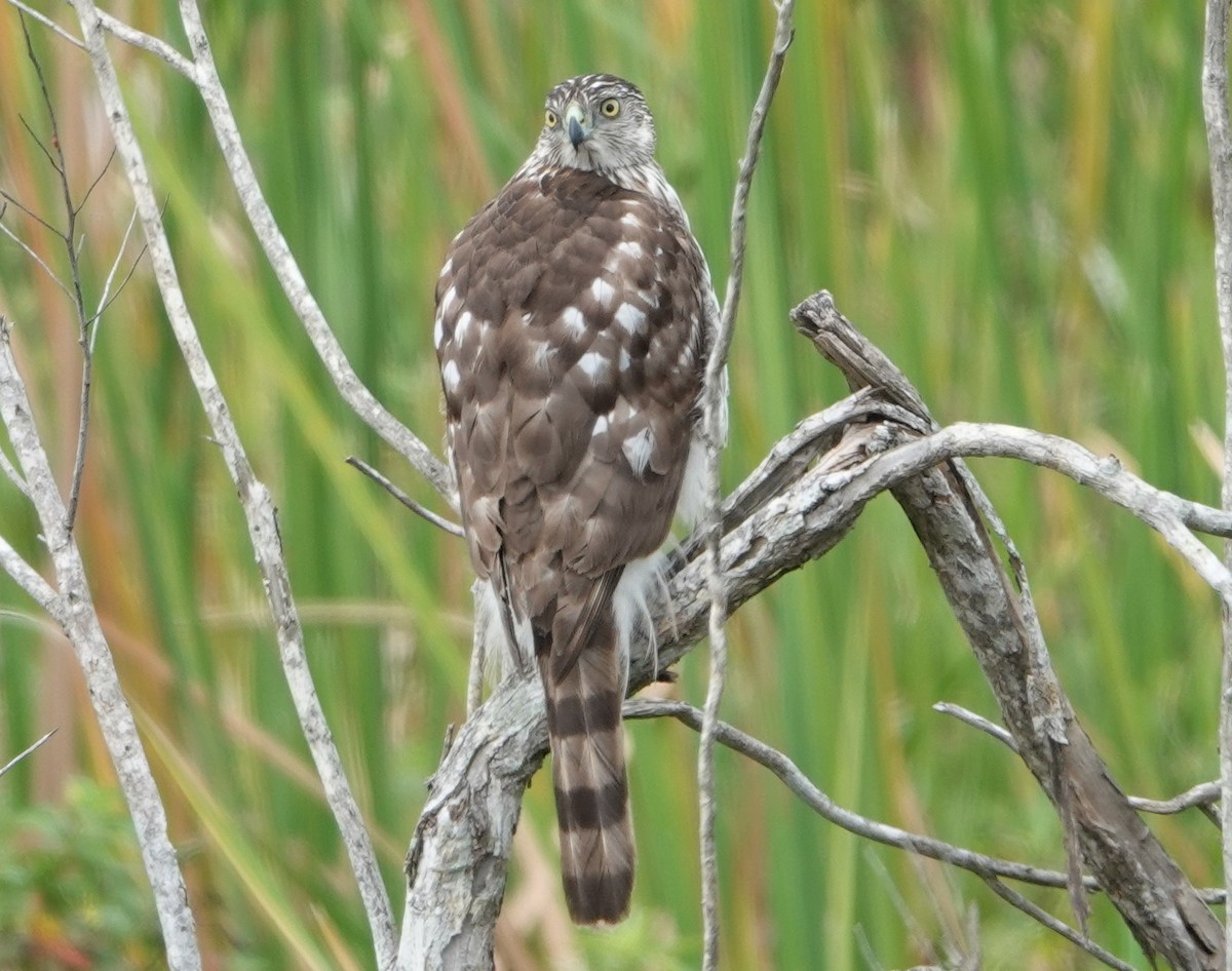 Cooper's Hawk - Chuck Hignite