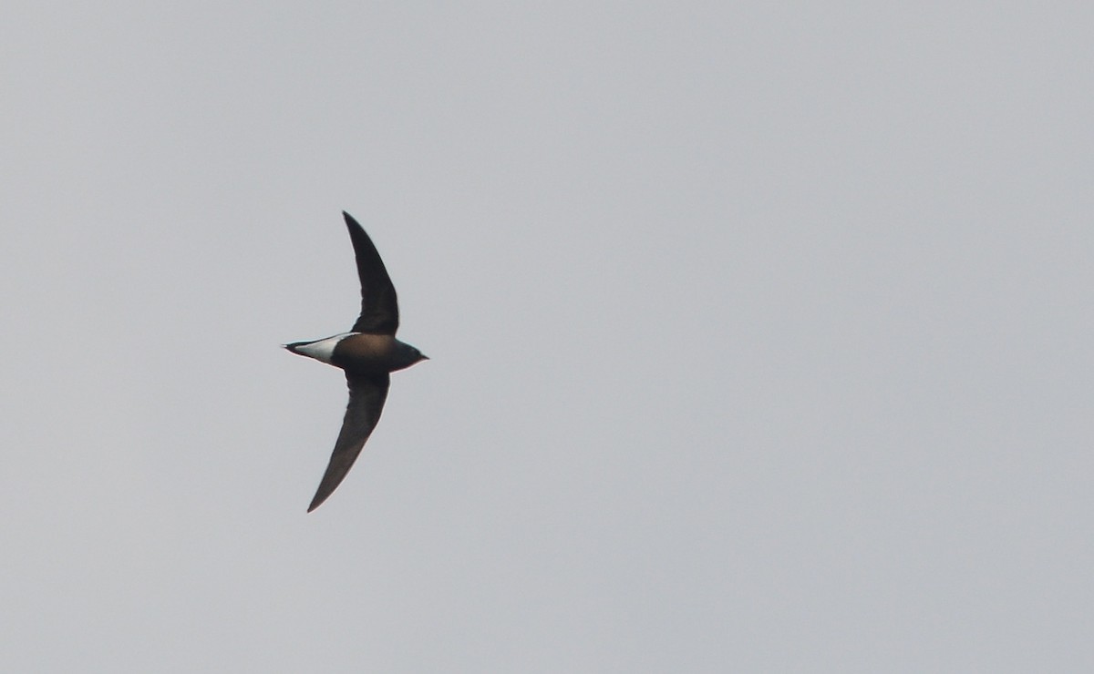 Brown-backed Needletail - Praveen Manivannan