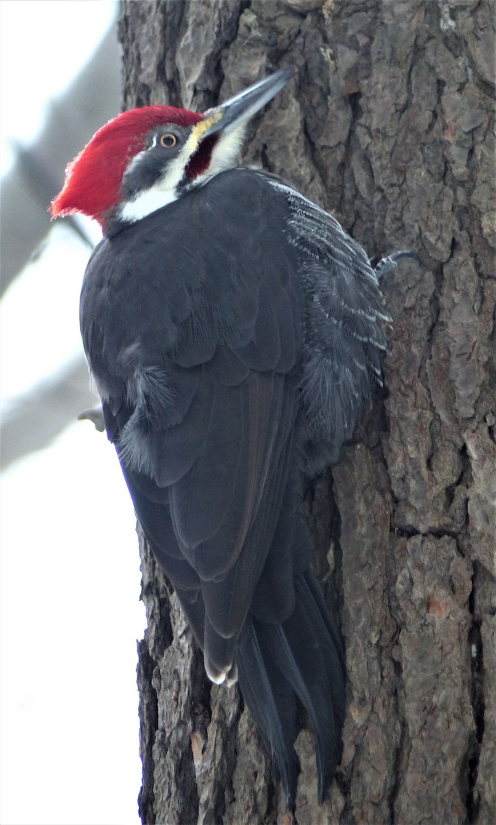 Pileated Woodpecker - ML206830591