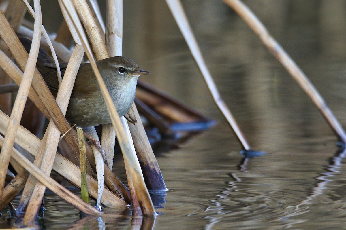 Cetti's Warbler - ML206832921