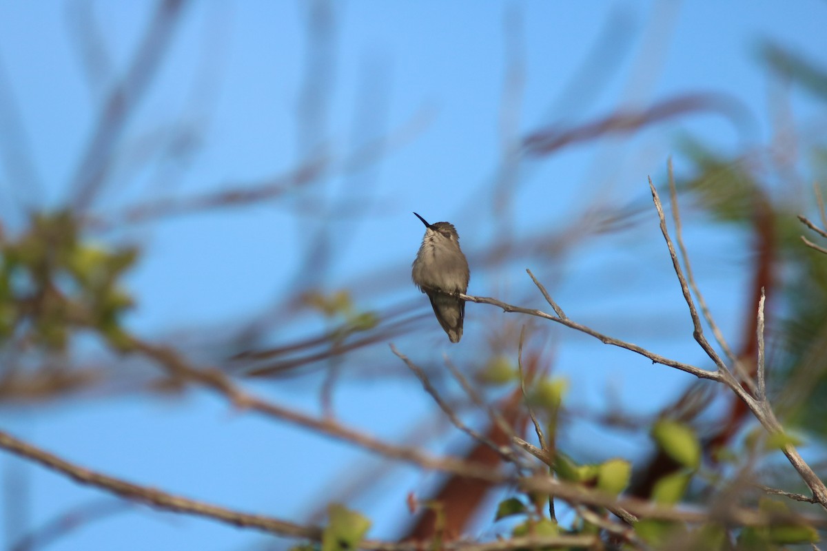 Bee Hummingbird - ML206833411