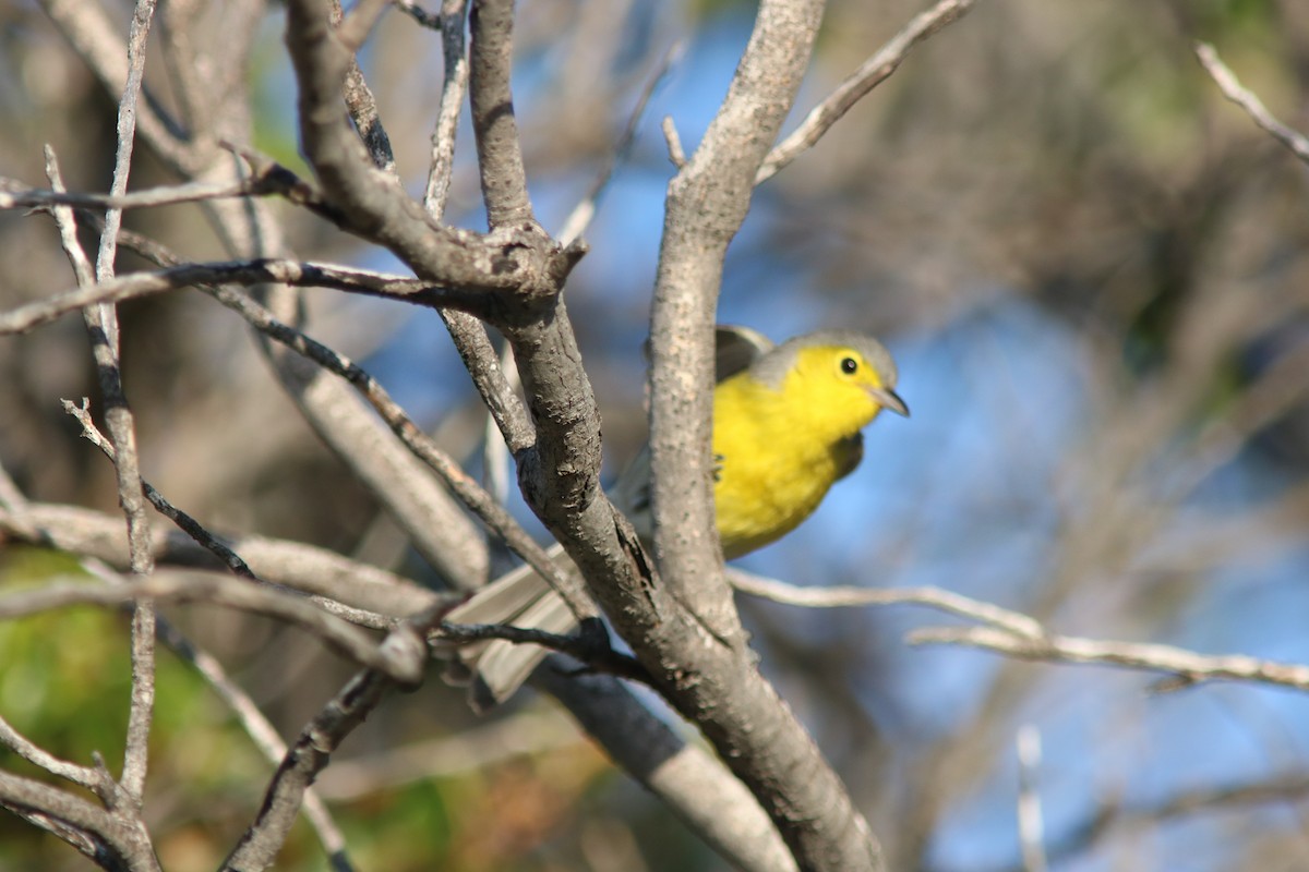 Oriente Warbler - ML206833781