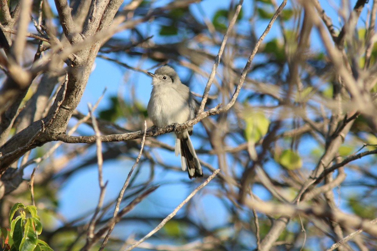 Cuban Gnatcatcher - ML206833821