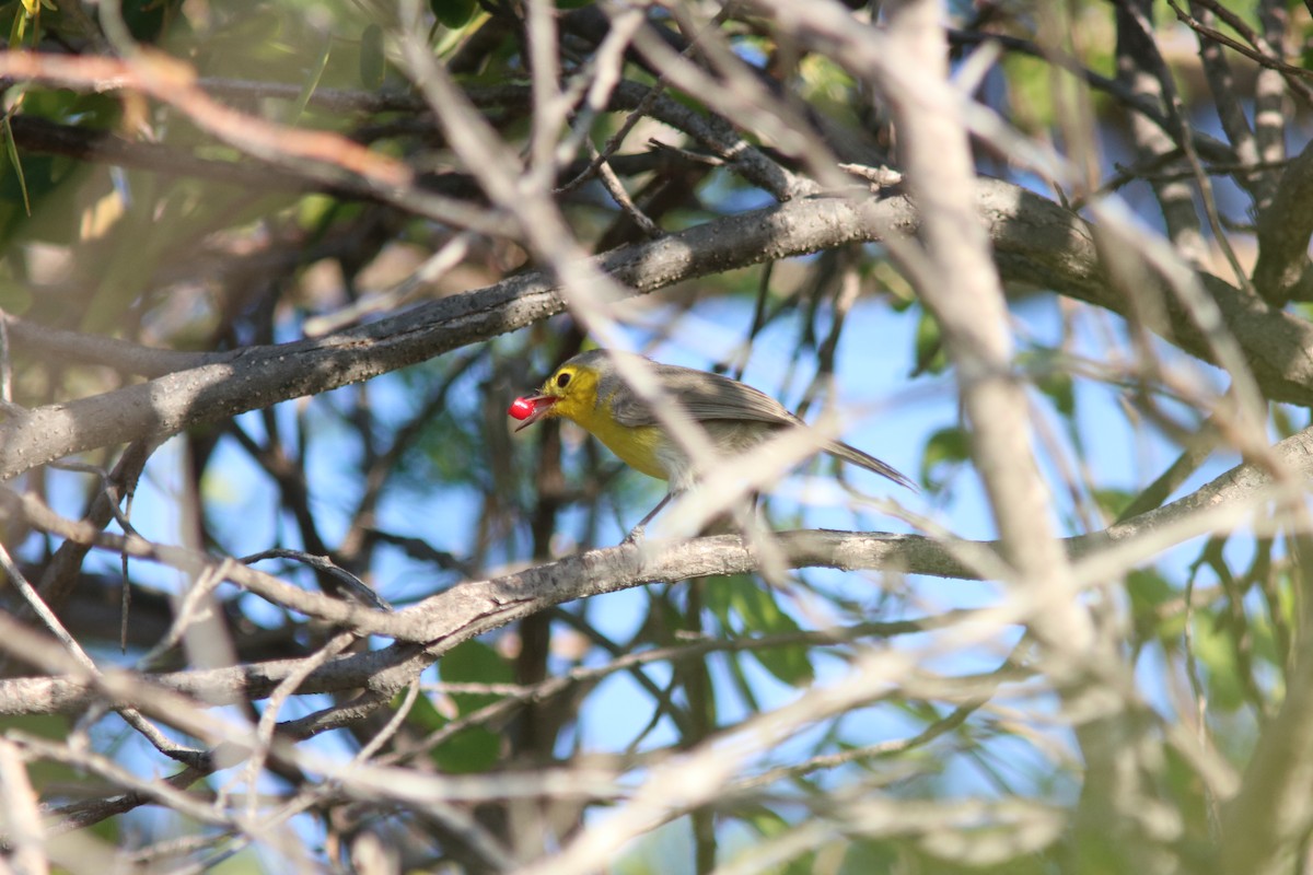 Oriente Warbler - Neil E. Taylor