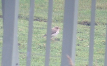 Rosy Starling - Mathias Blicher Bjerregård