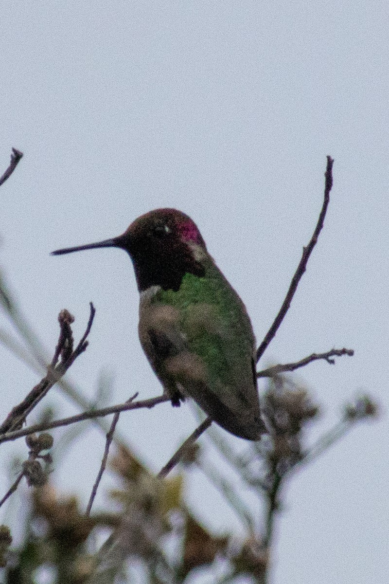 Costa's Hummingbird - Terry Wells