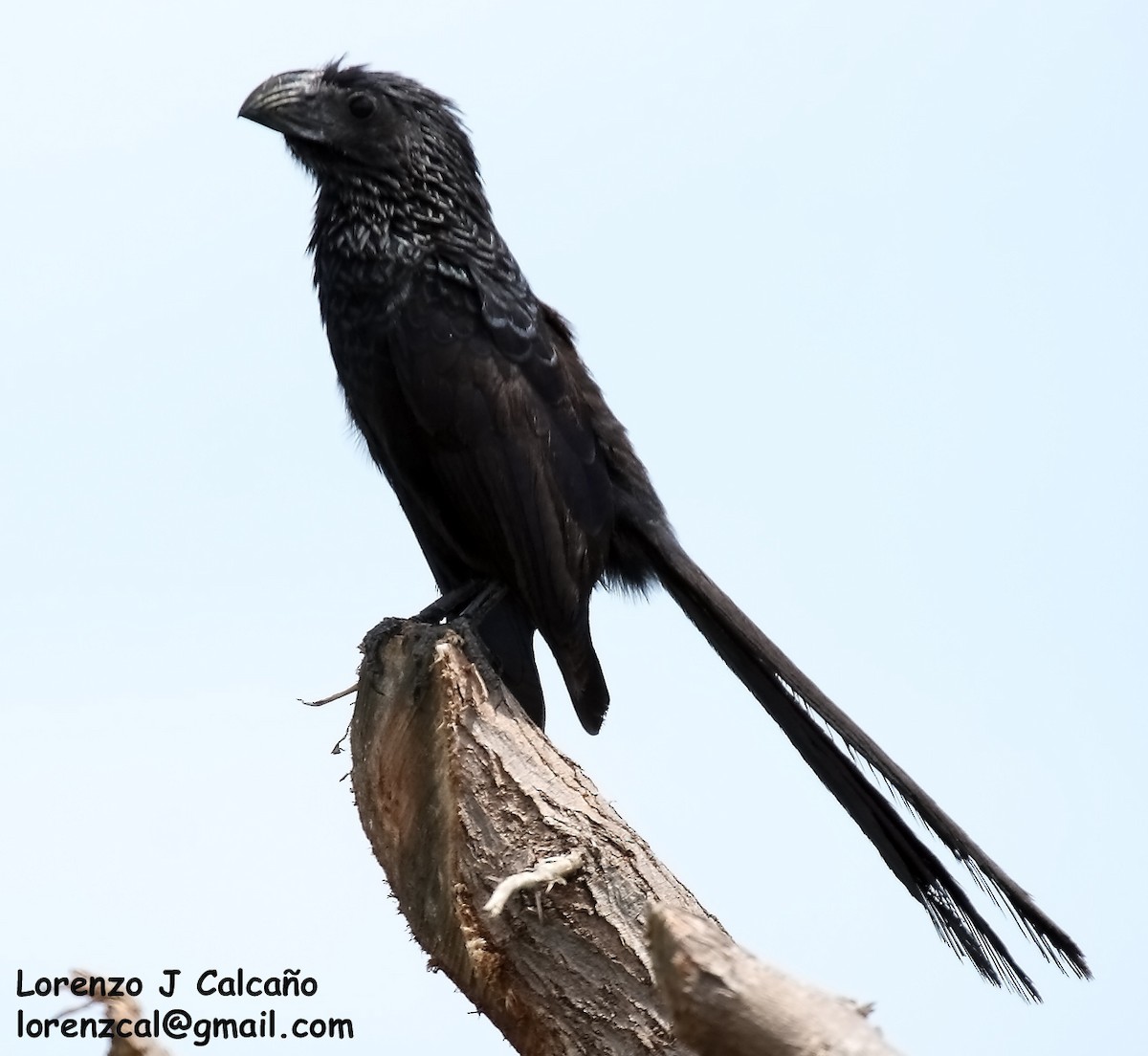 Smooth-billed/Groove-billed Ani - ML206836641