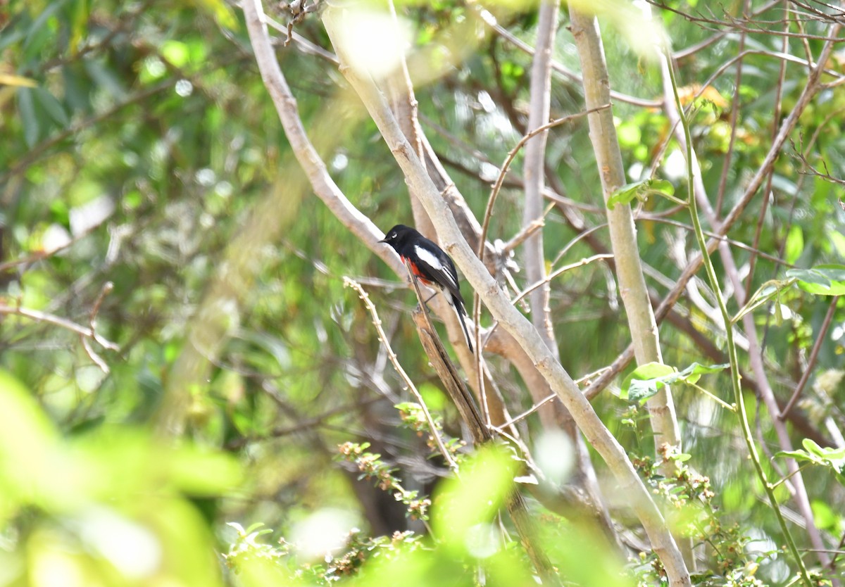 Painted Redstart - ML206839271