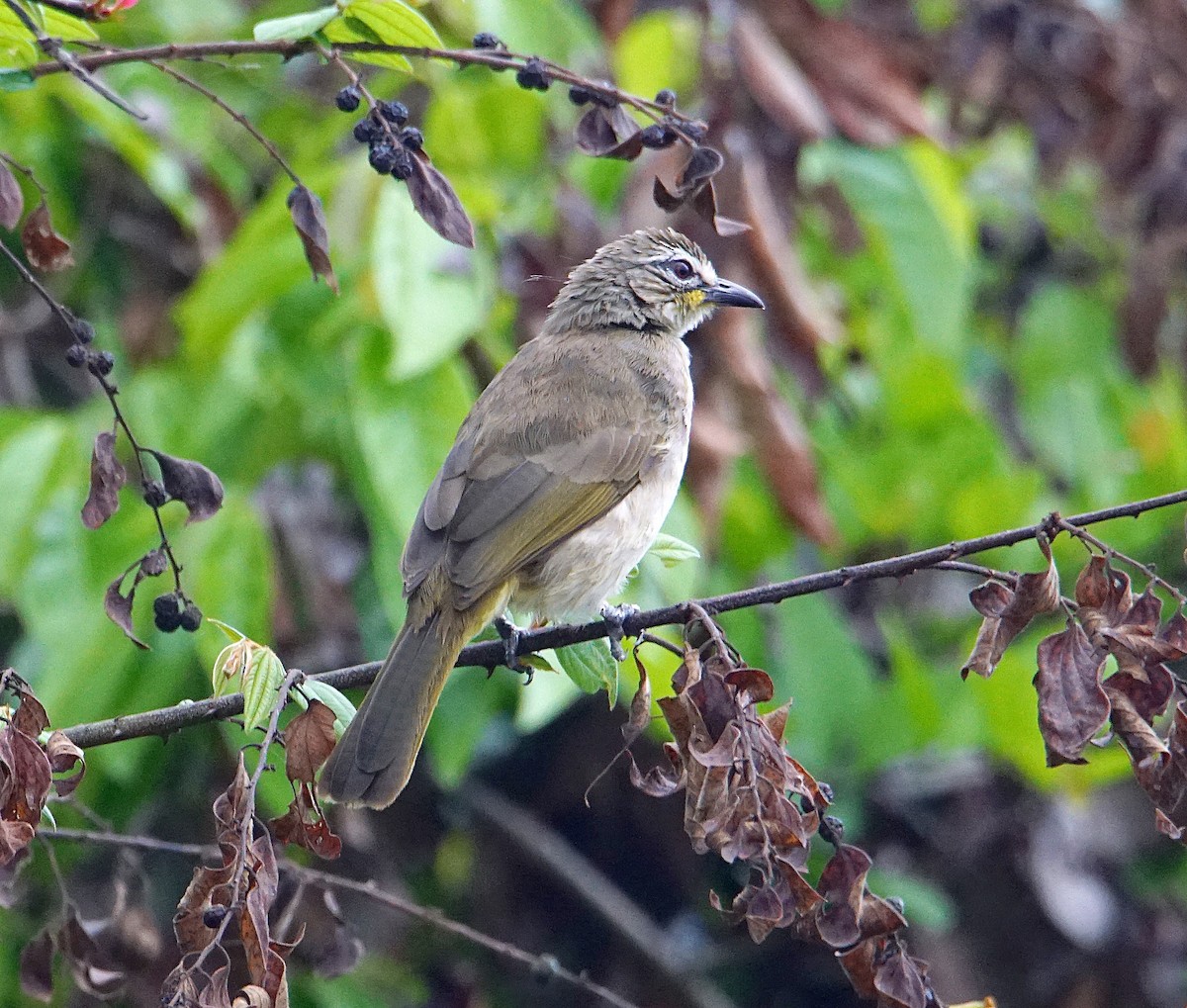 Bulbul Cejiblanco - ML206839651