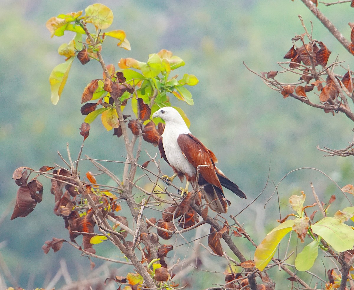 Brahminy Kite - ML206839761