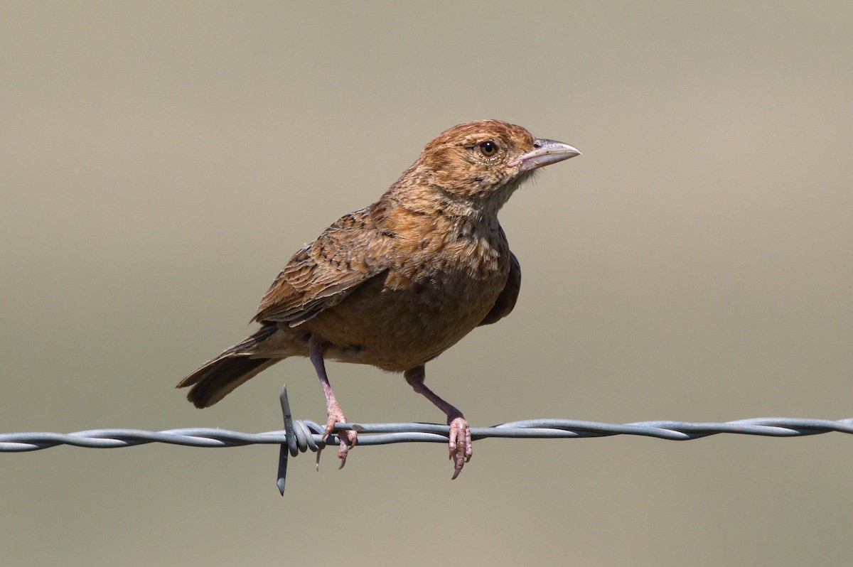 Eastern Clapper Lark - Richard Gray