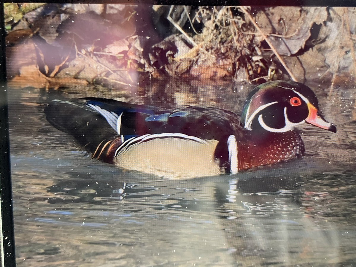 Canard branchu - ML206840301