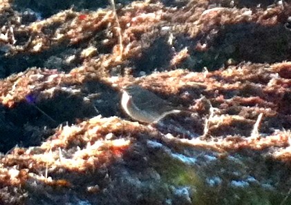 Water Pipit - Mathias Blicher Bjerregård