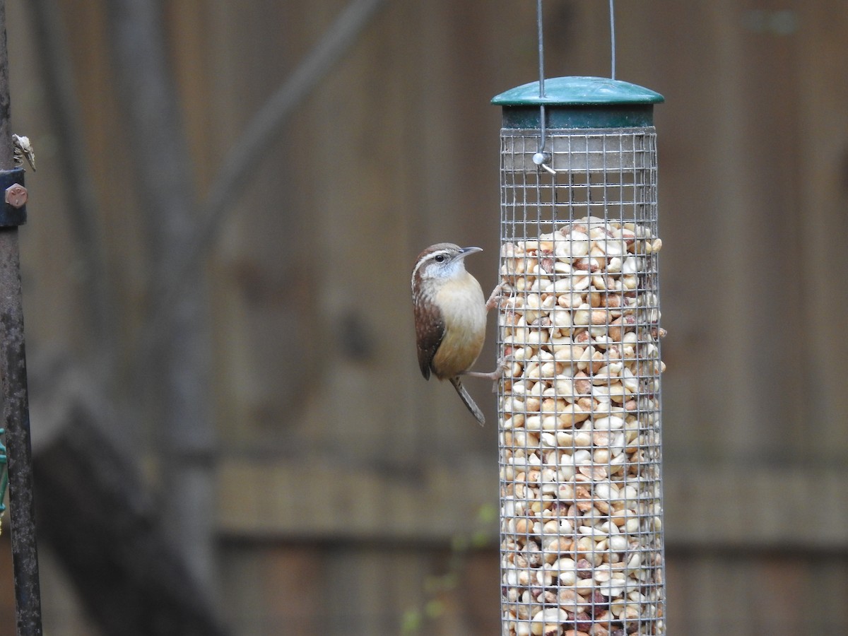 Carolina Wren - elwood bracey