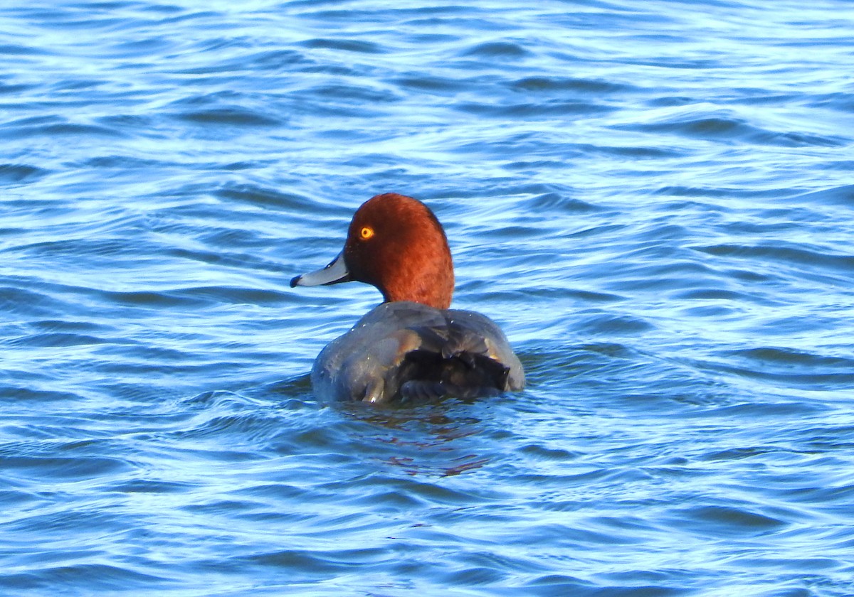 Redhead - Mick ZERR