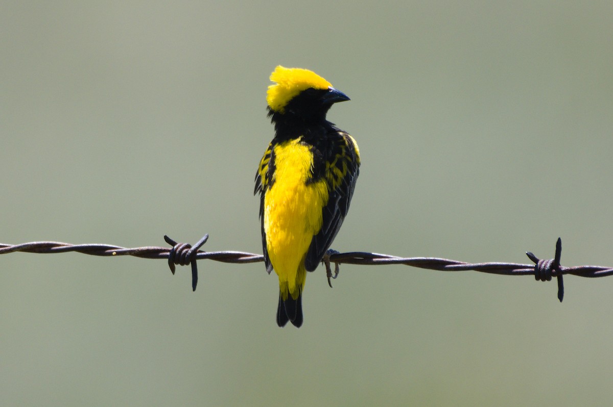 Yellow-crowned Bishop - Richard Gray