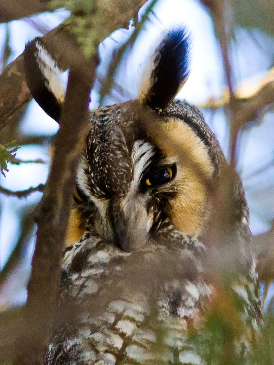 Long-eared Owl - ML206843991
