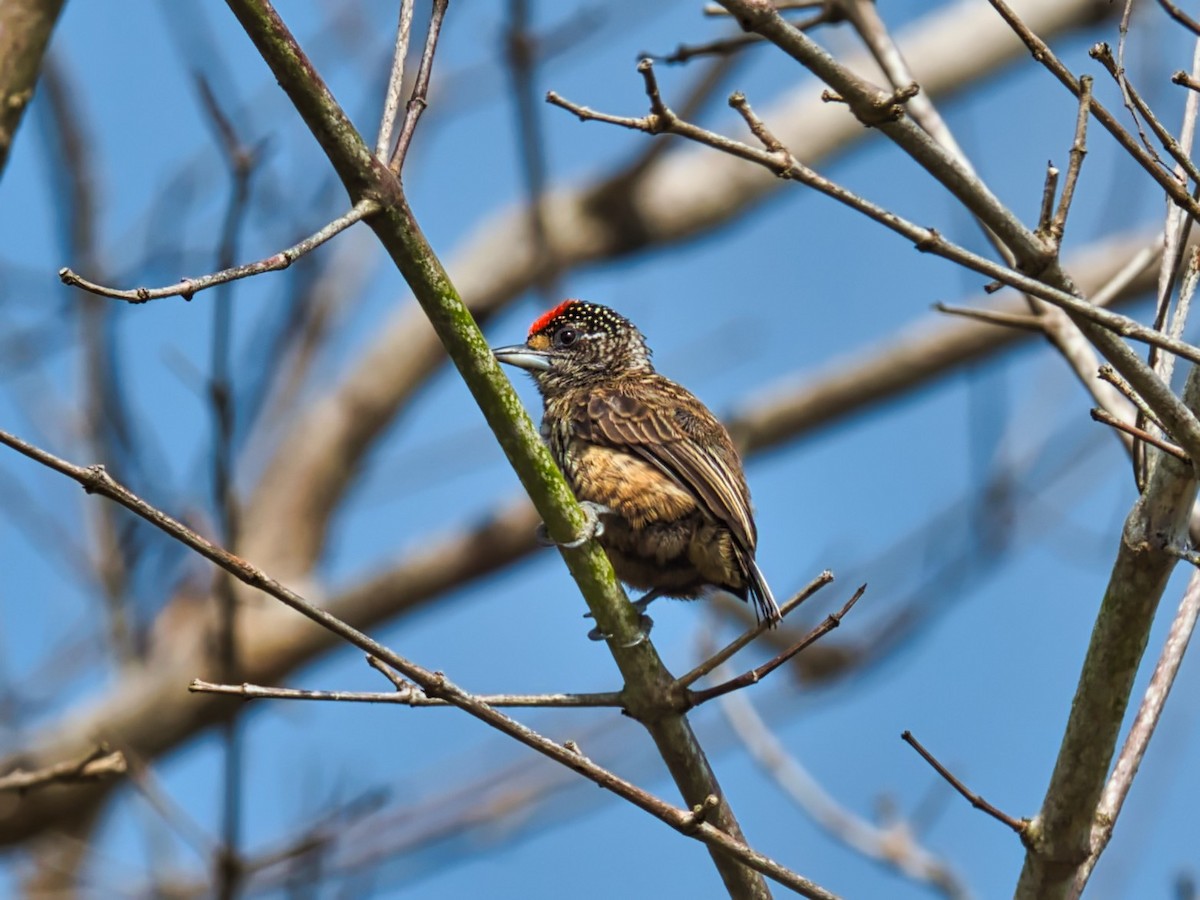 Arrowhead Piculet - ML206844981