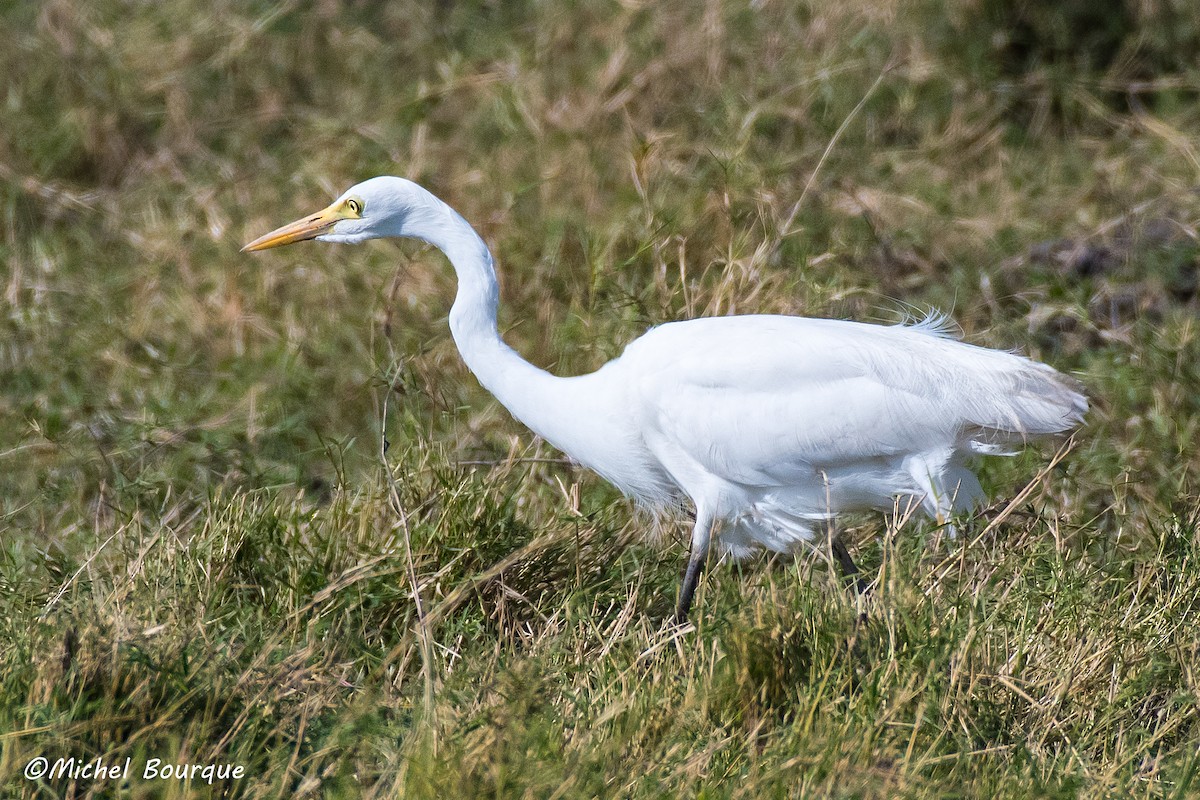 Yellow-billed Egret - Michel Bourque